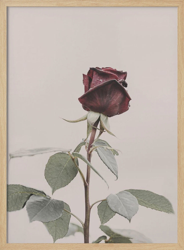 Roos | Poster