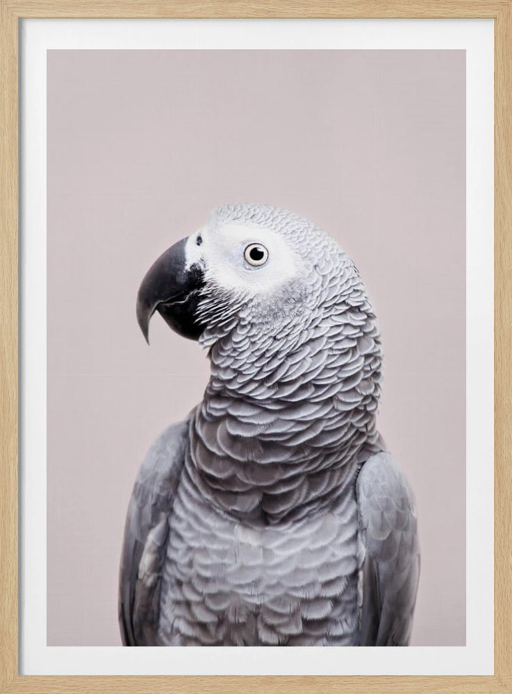 Afrikaanse Grijze | Poster
