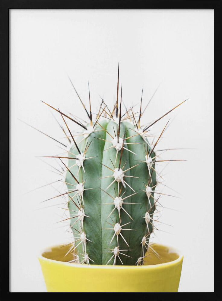 Stekelige Cactus | Poster