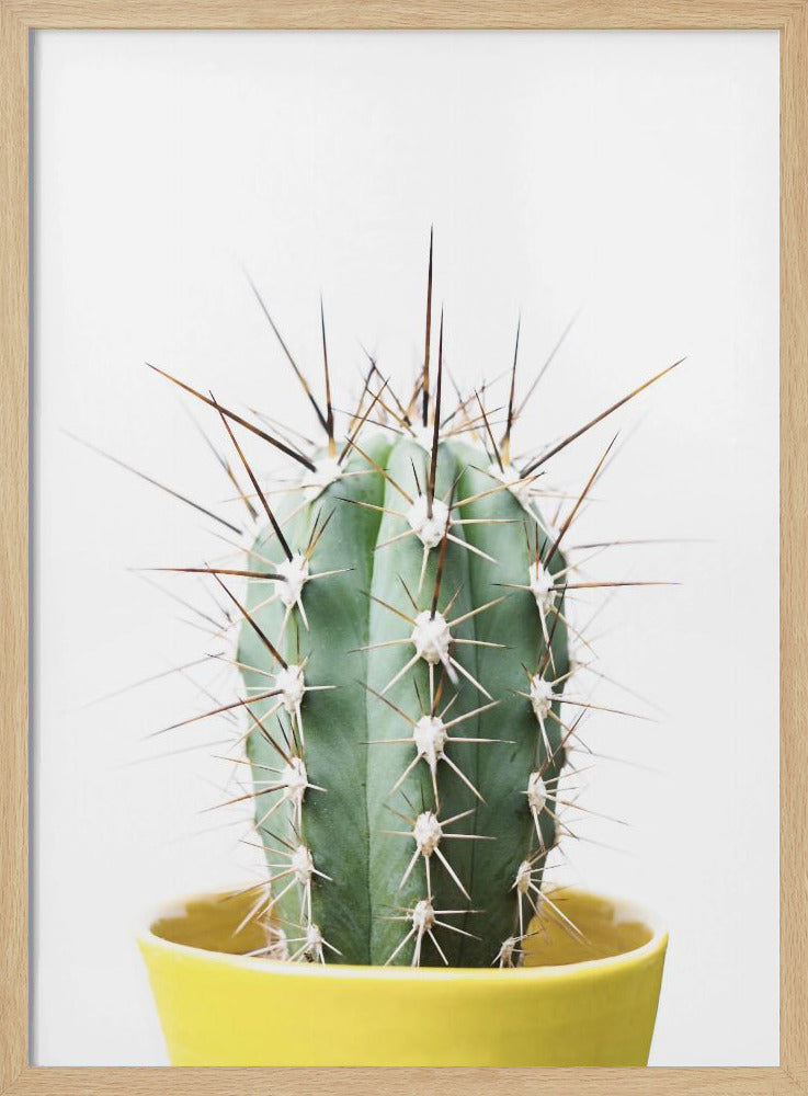 Stekelige Cactus | Poster