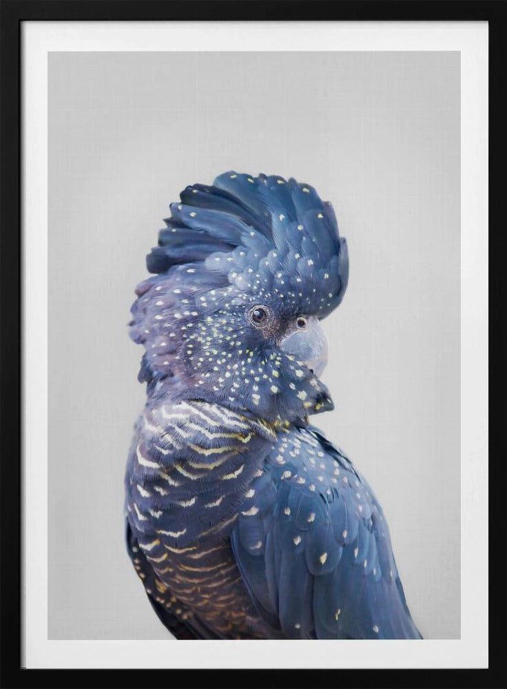 Zwarte Kaketoe | Poster