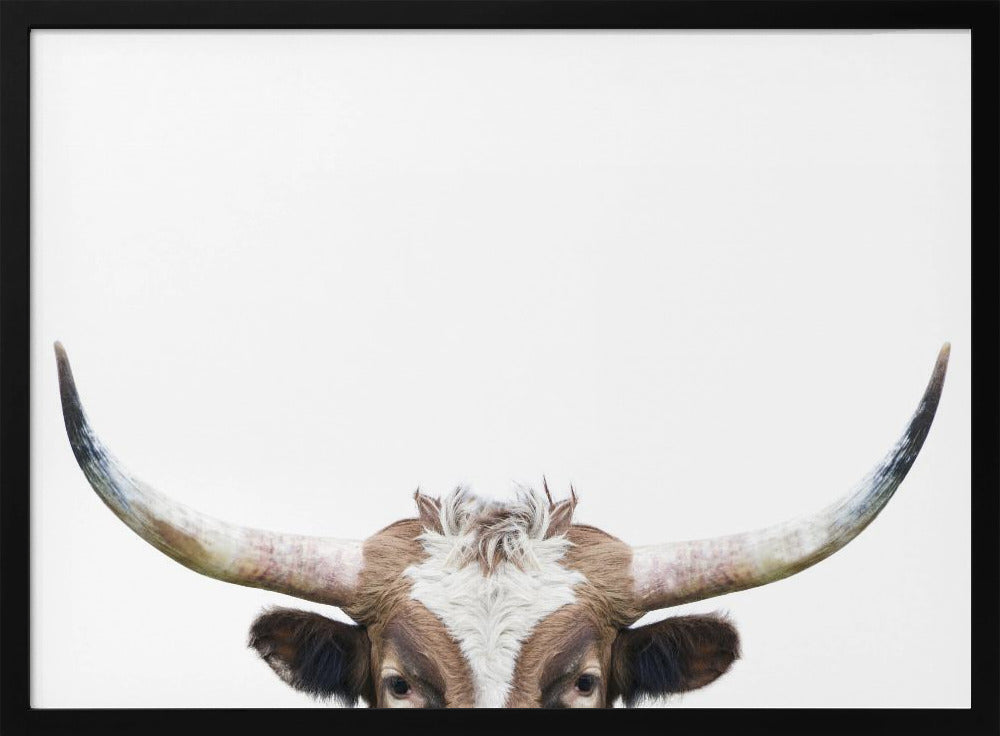 Glurende Longhornkoe | Poster
