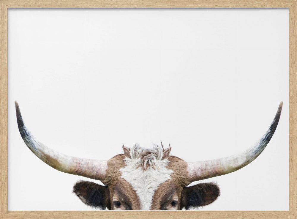 Glurende Longhornkoe | Poster