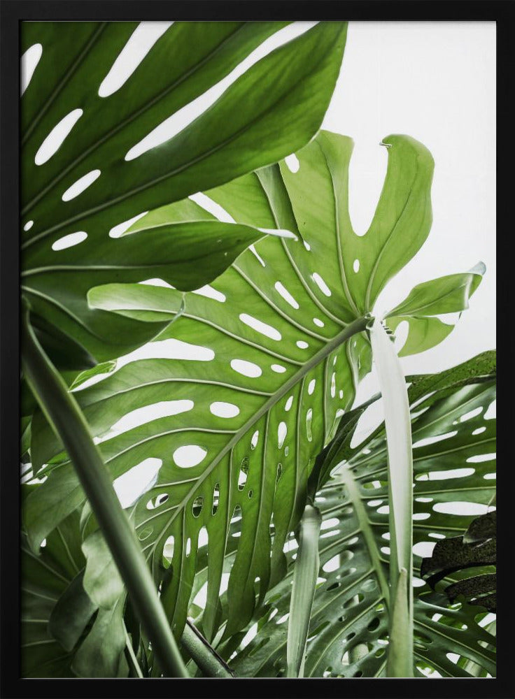 Jungle | Poster