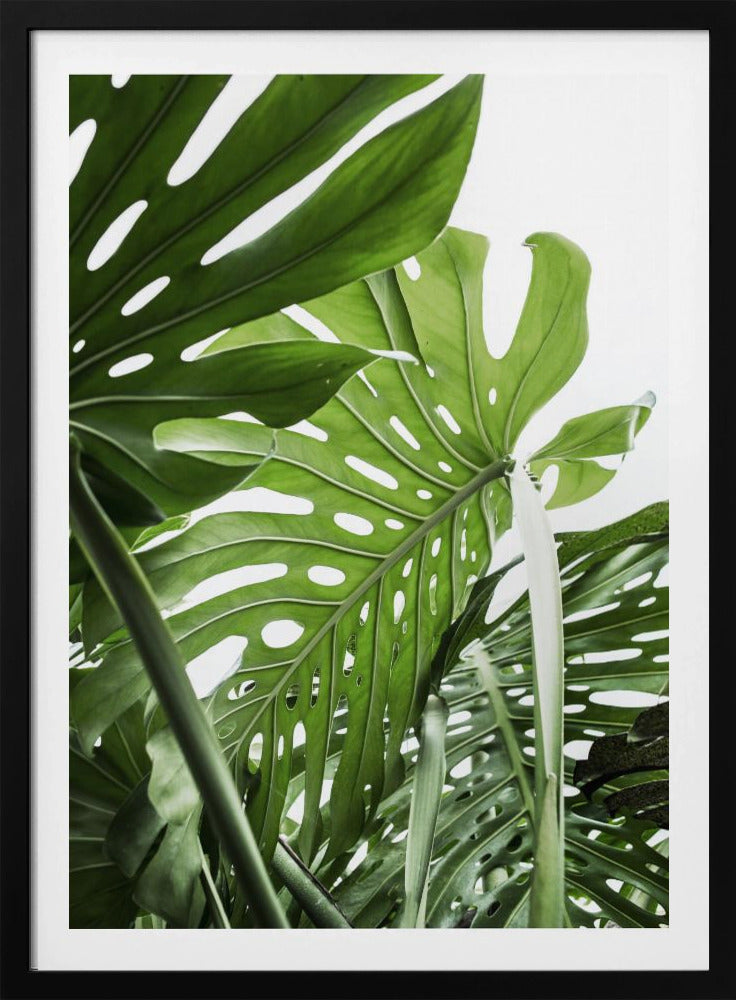 Jungle | Poster