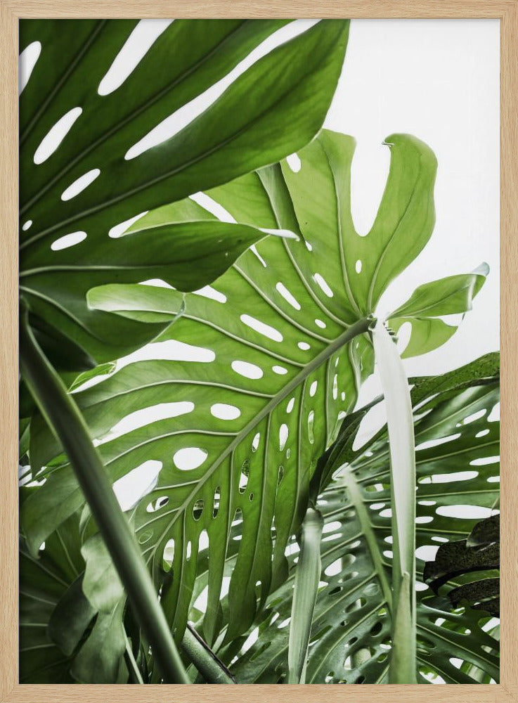 Jungle | Poster