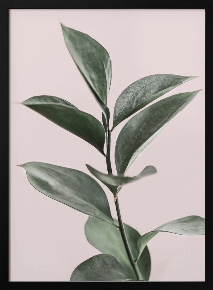 Blad op roze | Poster