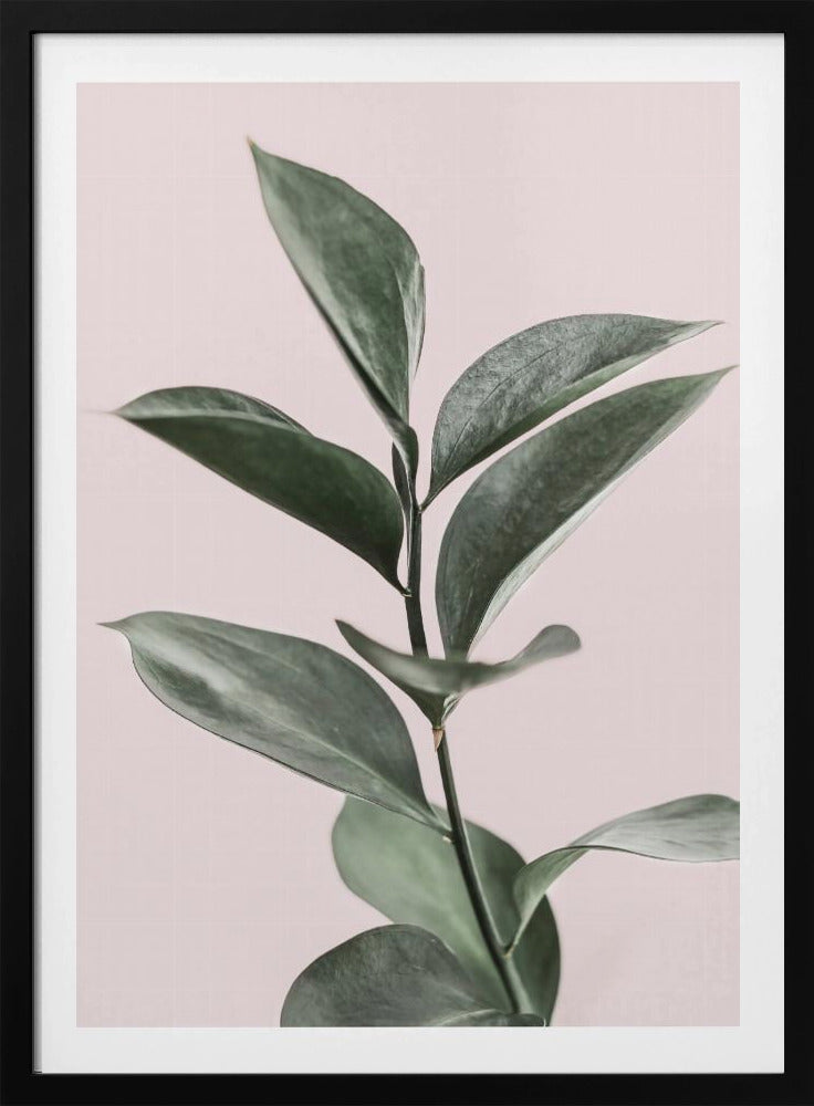Blad op roze | Poster