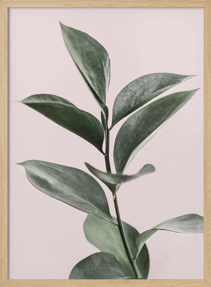 Blad op roze | Poster