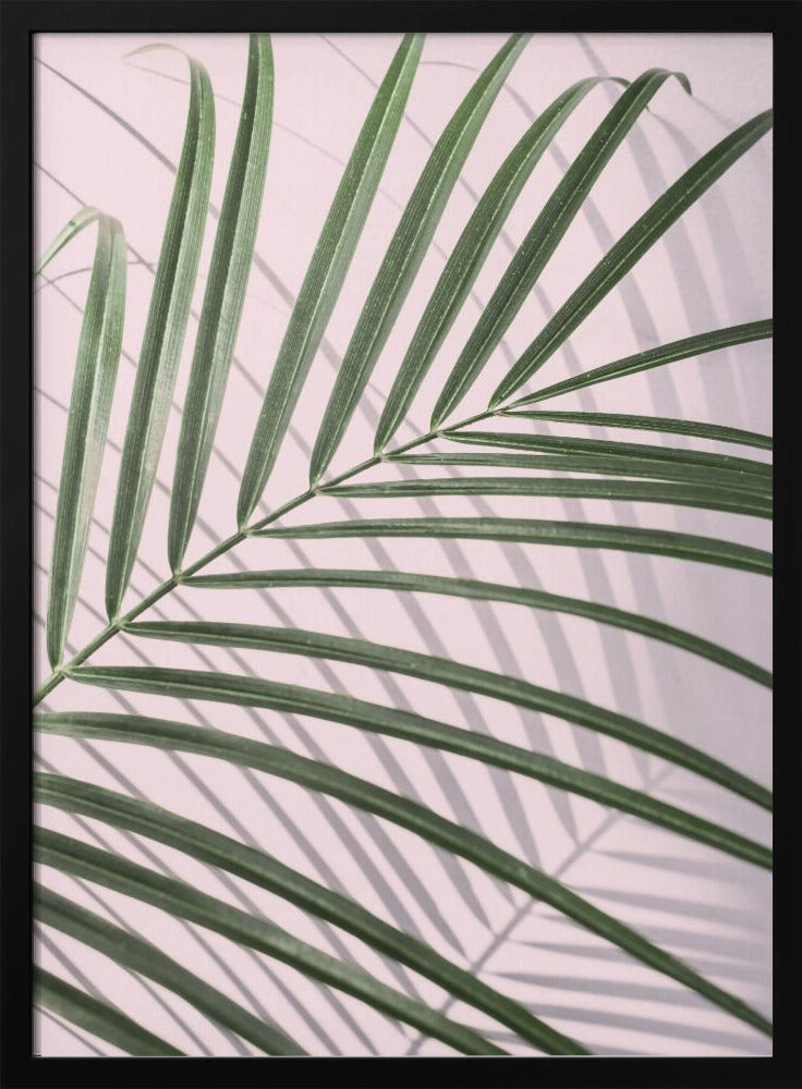 Palmbladschaduw | Poster