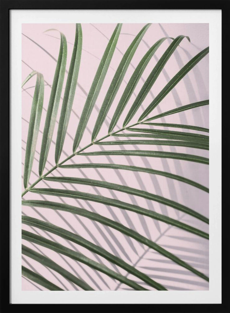 Palmbladschaduw | Poster