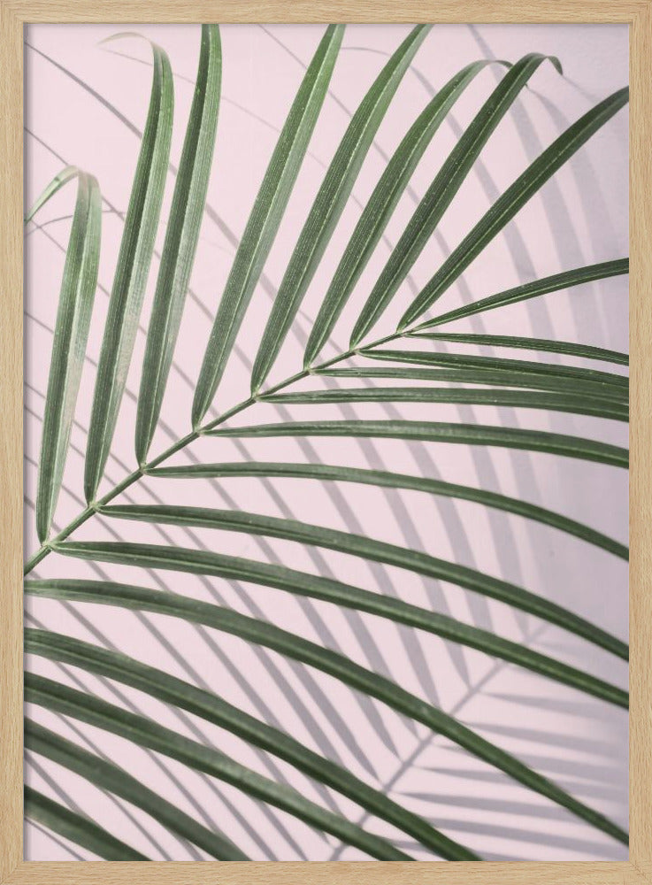 Palmbladschaduw | Poster
