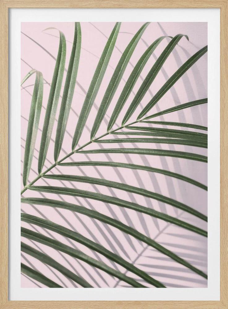 Palmbladschaduw | Poster