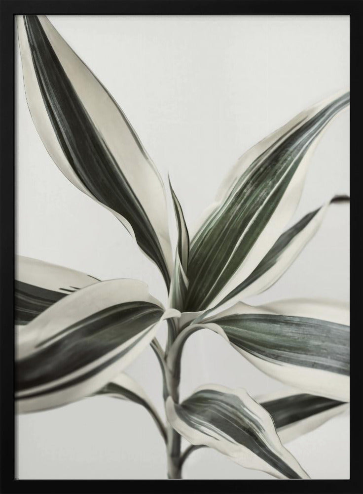 Blad | Poster