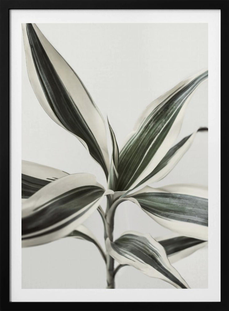 Blad | Poster
