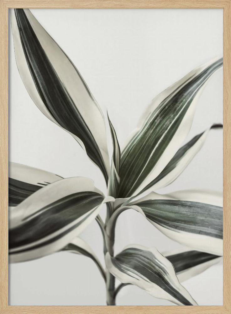 Blad | Poster