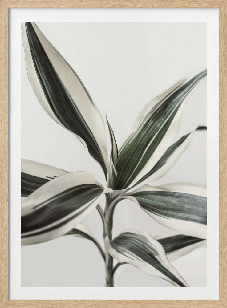 Blad | Poster
