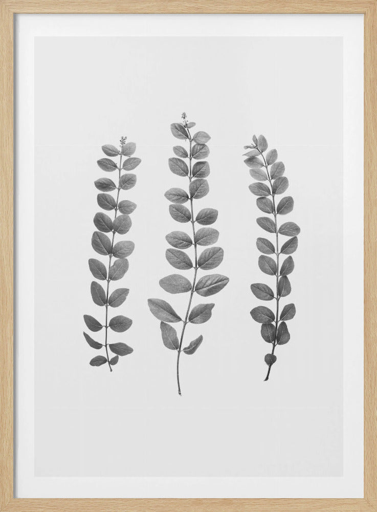 Twijgen | Poster