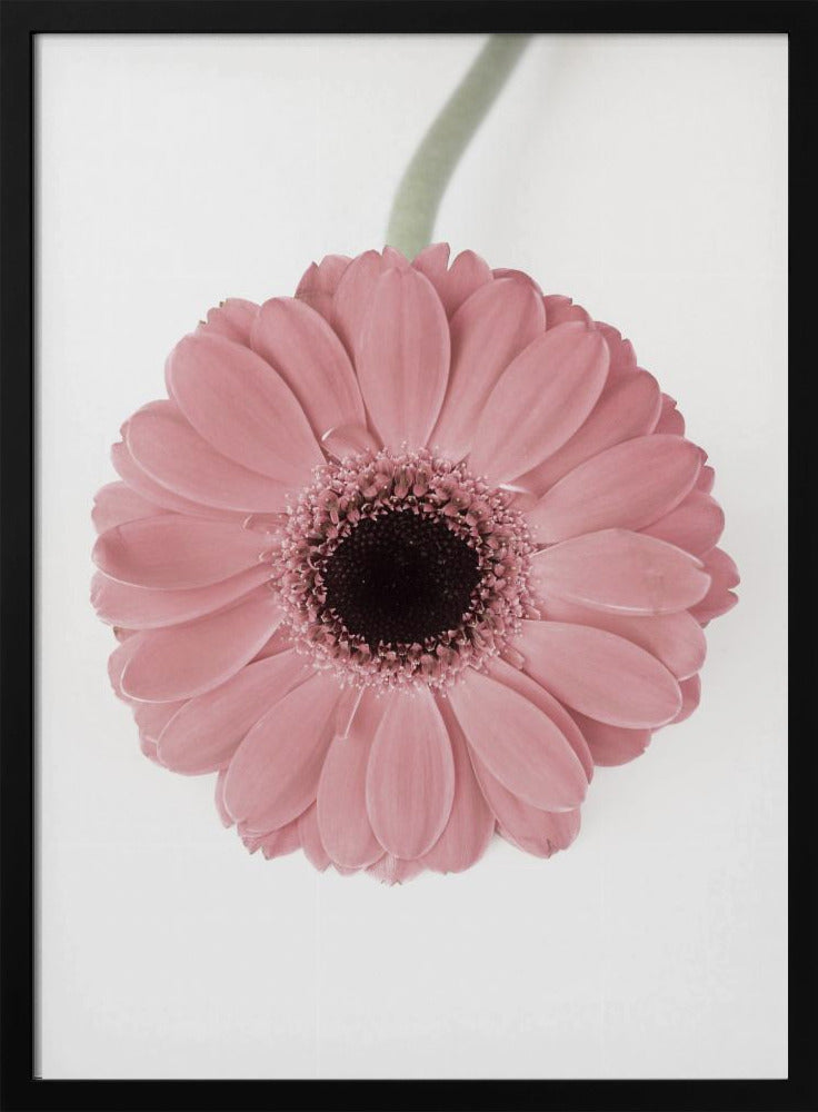 Roze Gerbera II | Poster