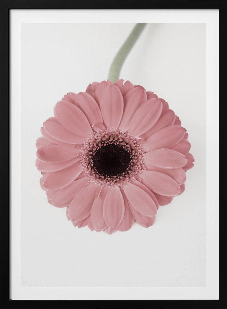 Roze Gerbera II | Poster
