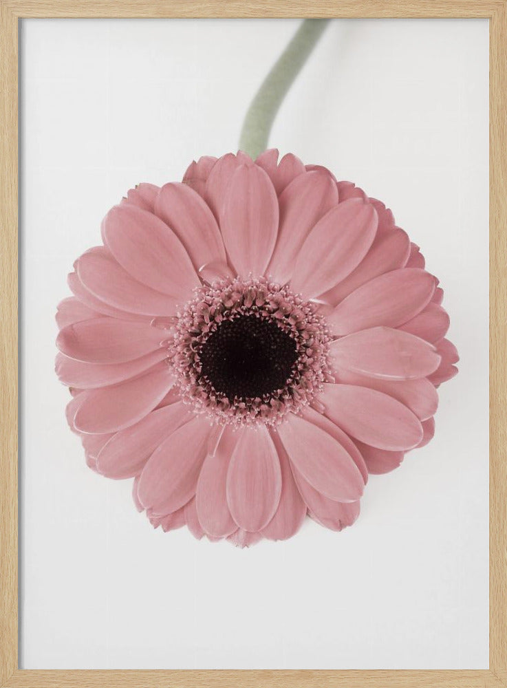 Roze Gerbera II | Poster