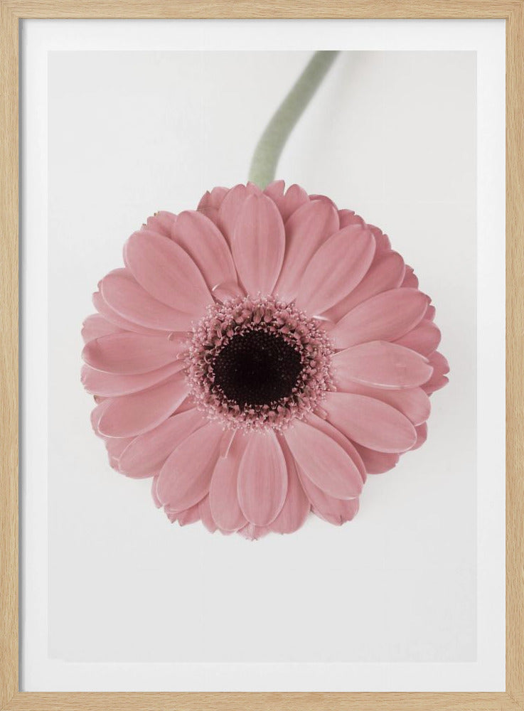 Roze Gerbera II | Poster