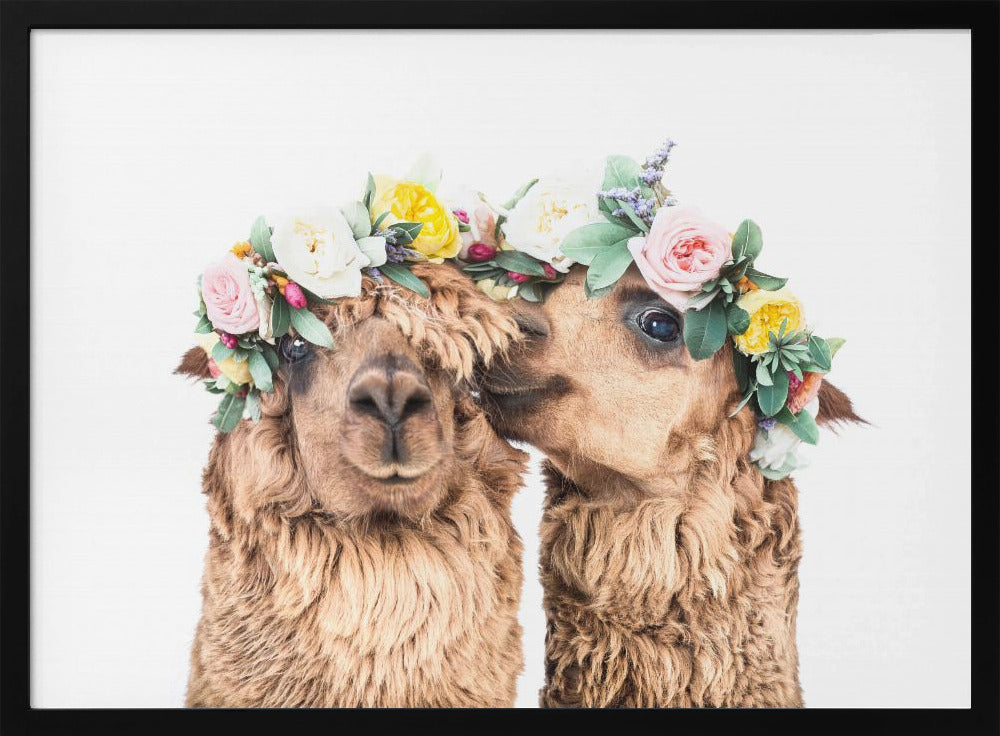 Boho Alpaca's | Poster