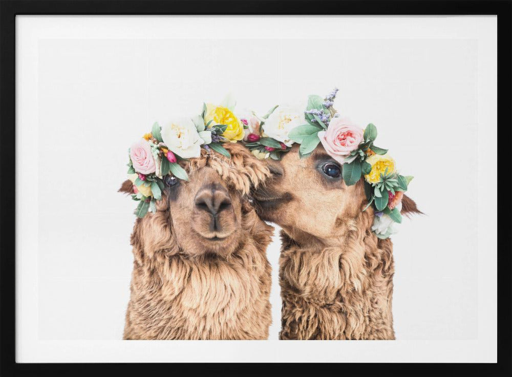 Boho Alpaca's | Poster