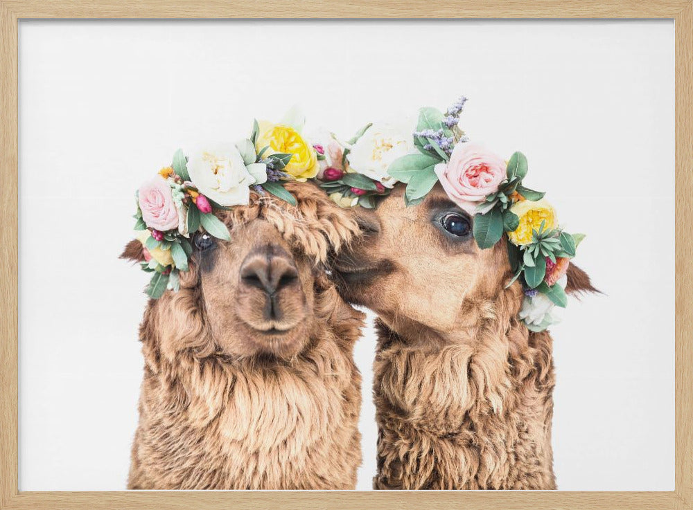 Boho Alpaca's | Poster