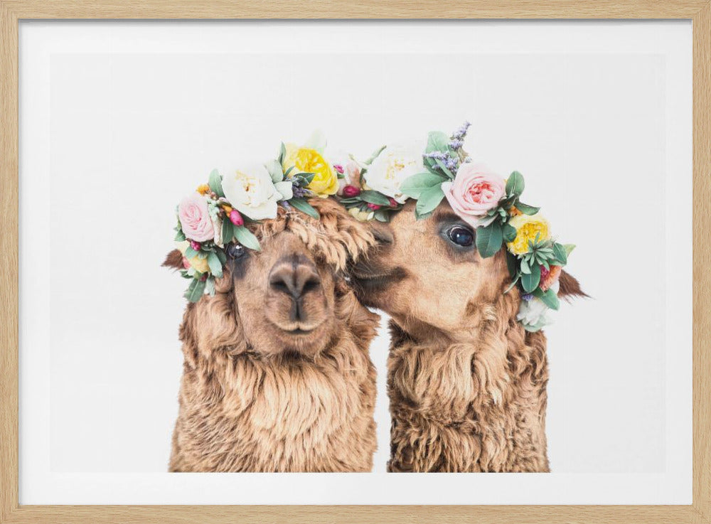Boho Alpaca's | Poster