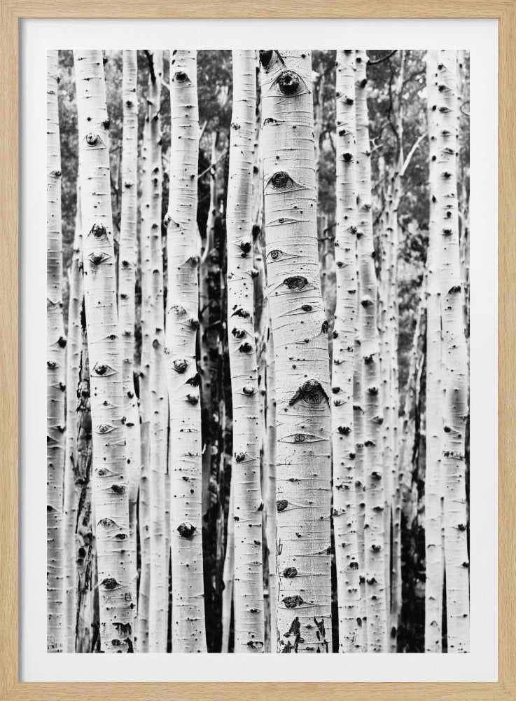 Berken | Poster