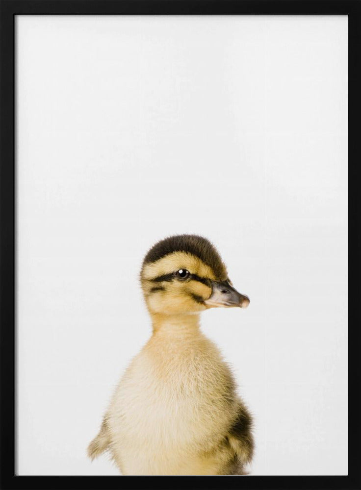 Baby Eend | Poster