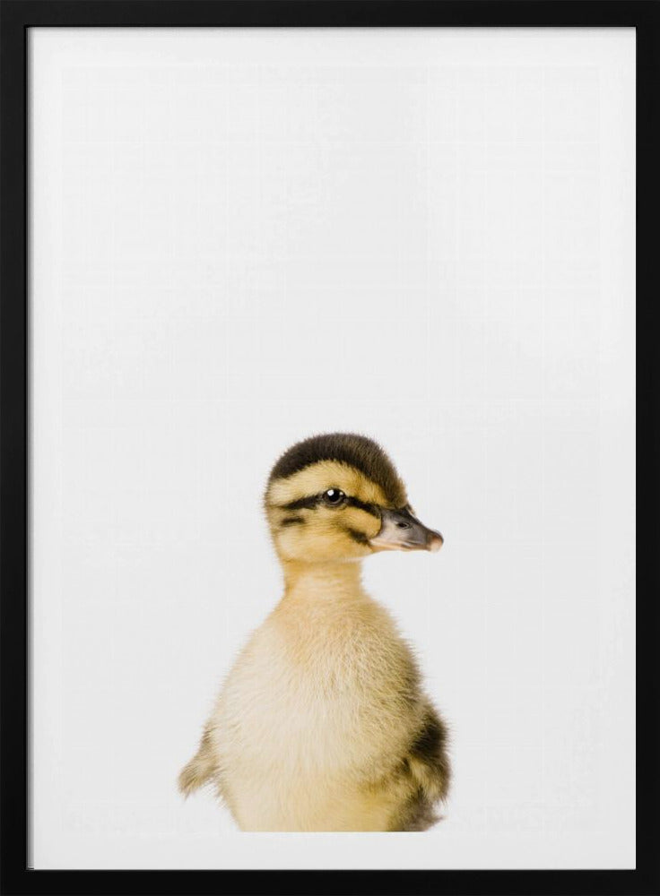 Baby Eend | Poster