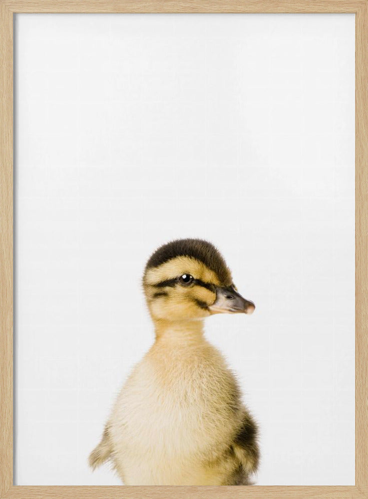 Baby Eend | Poster