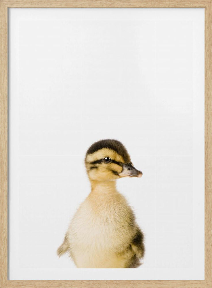 Baby Eend | Poster