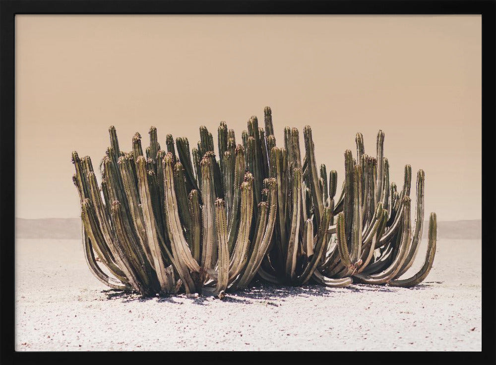 Perzikhemelcactus | Poster