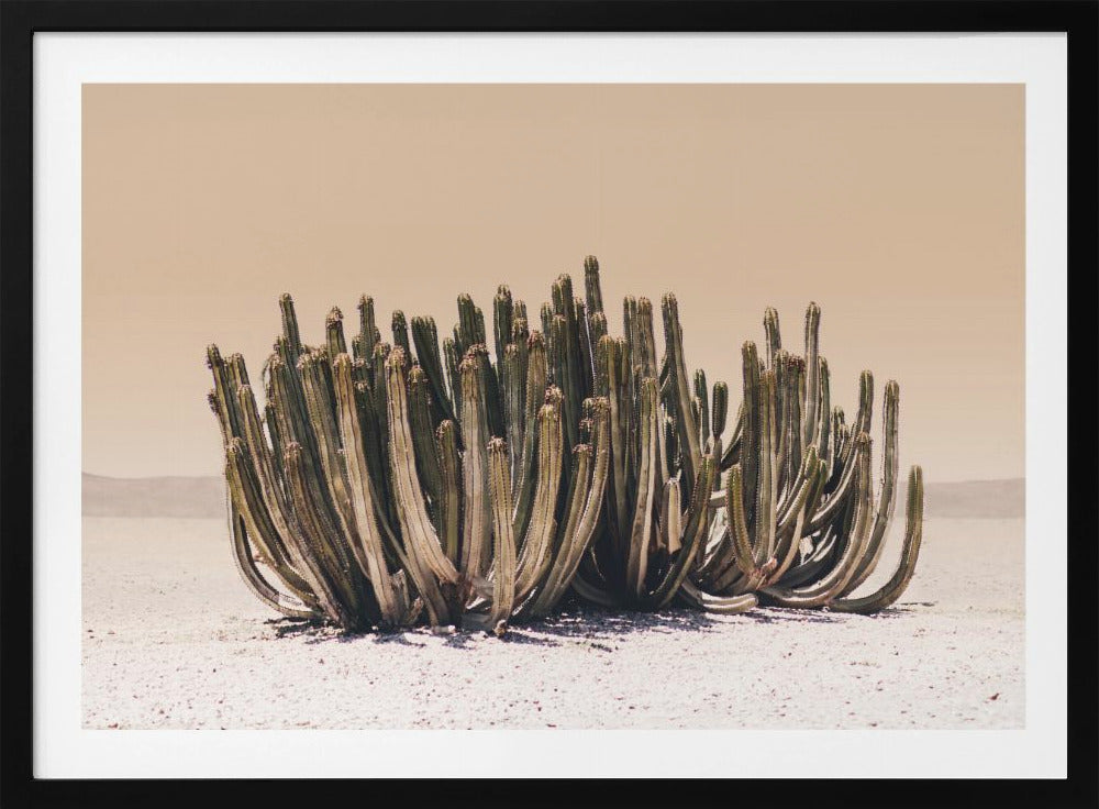 Perzikhemelcactus | Poster
