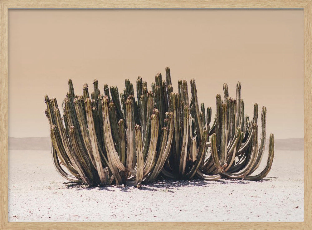 Perzikhemelcactus | Poster