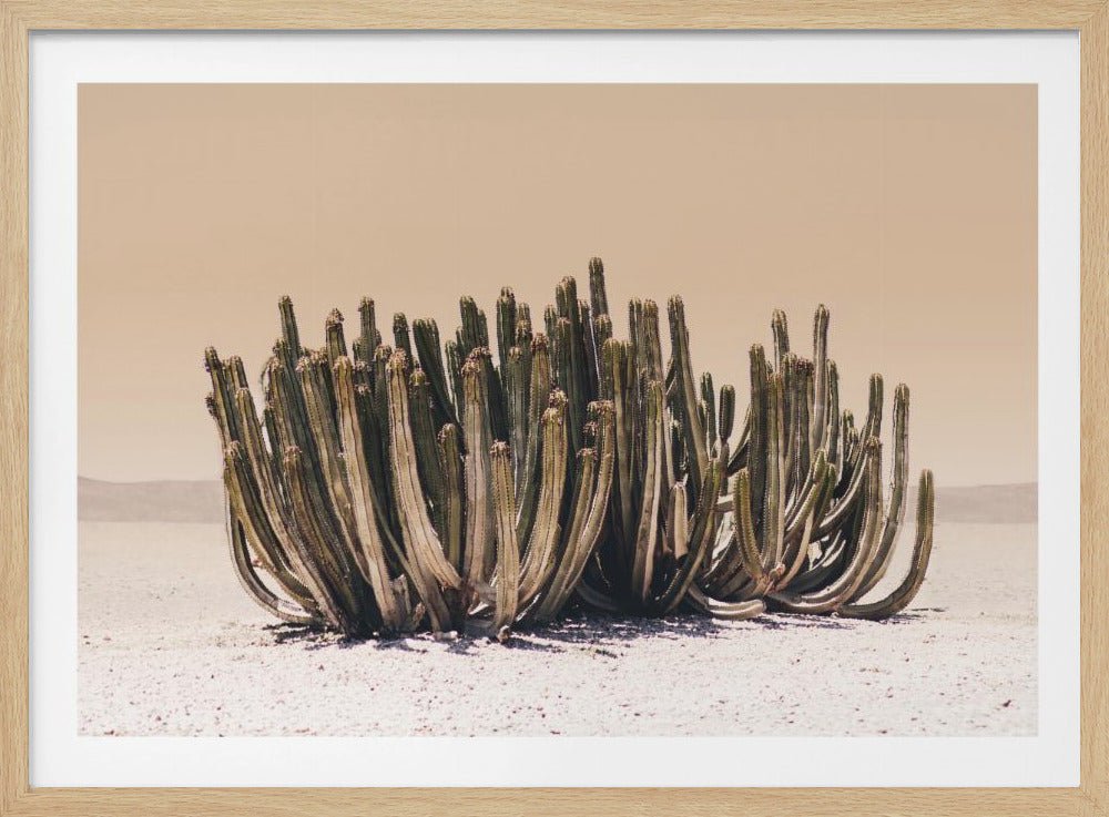Perzikhemelcactus | Poster