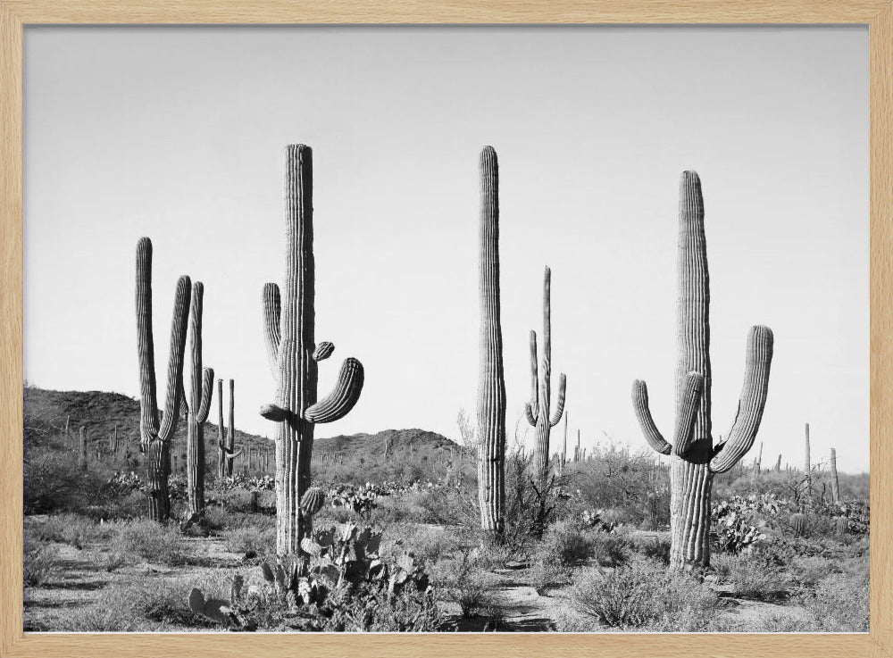 Grijs Cactusland | Poster