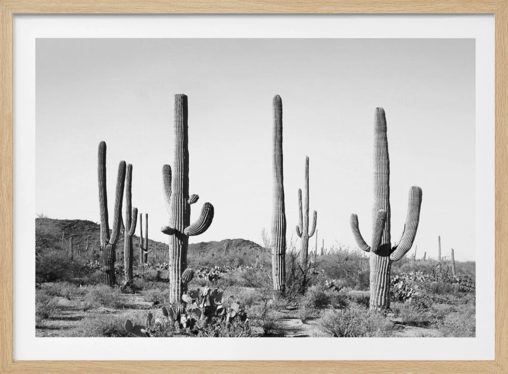 Grijs Cactusland | Poster