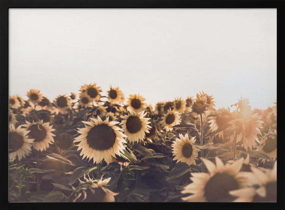 Zonnebloemen | Poster