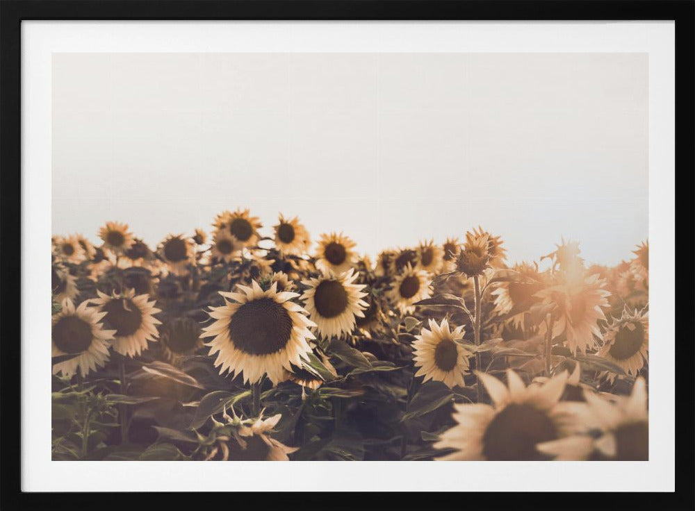 Zonnebloemen | Poster