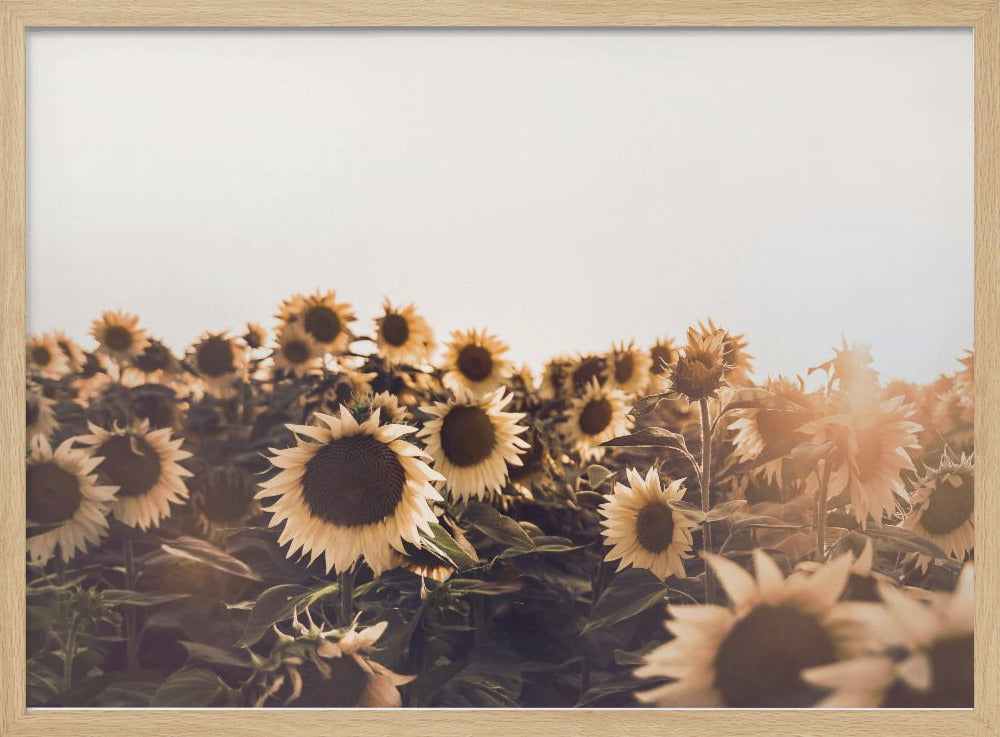 Zonnebloemen | Poster