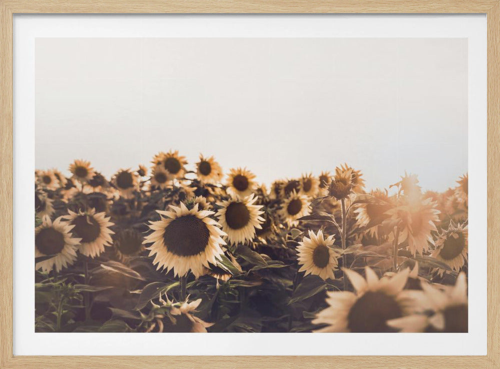 Zonnebloemen | Poster