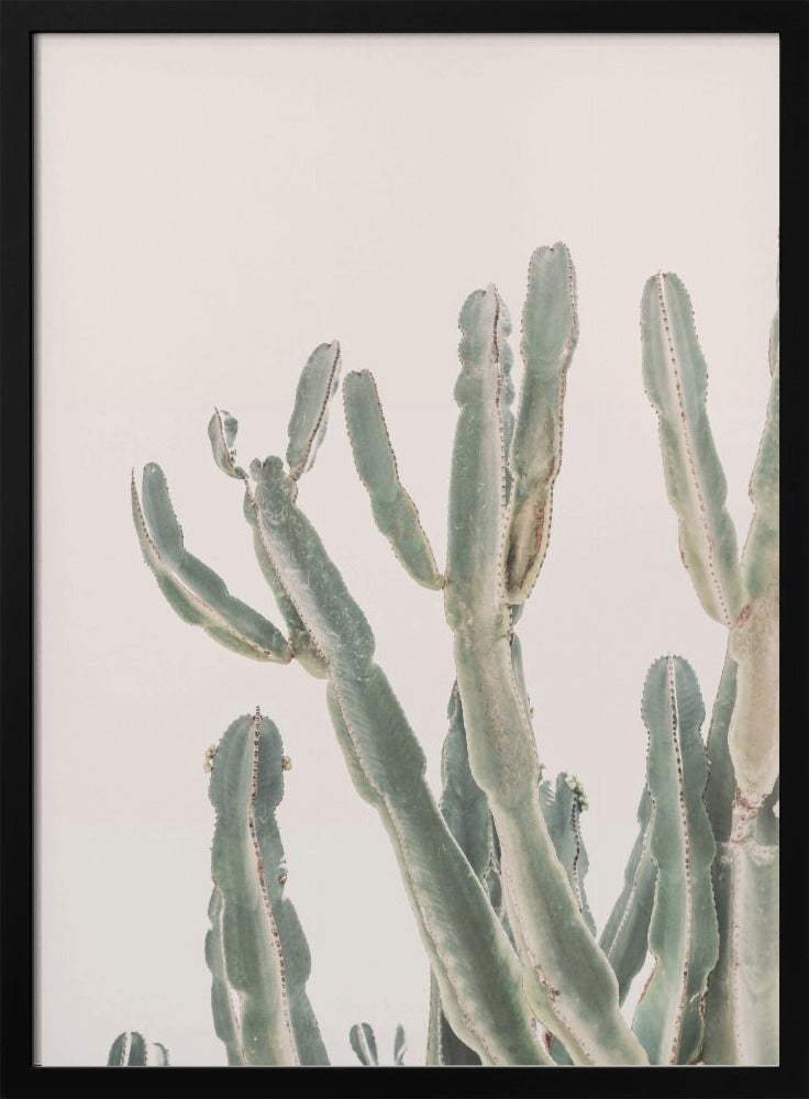 Zonsopgangcactus | Poster