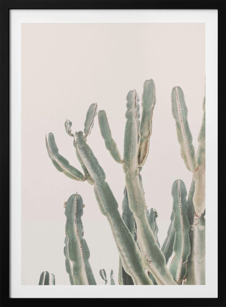 Zonsopgangcactus | Poster