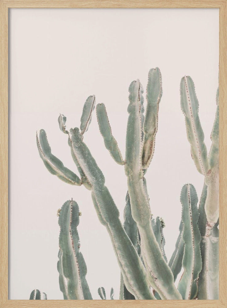 Zonsopgangcactus | Poster
