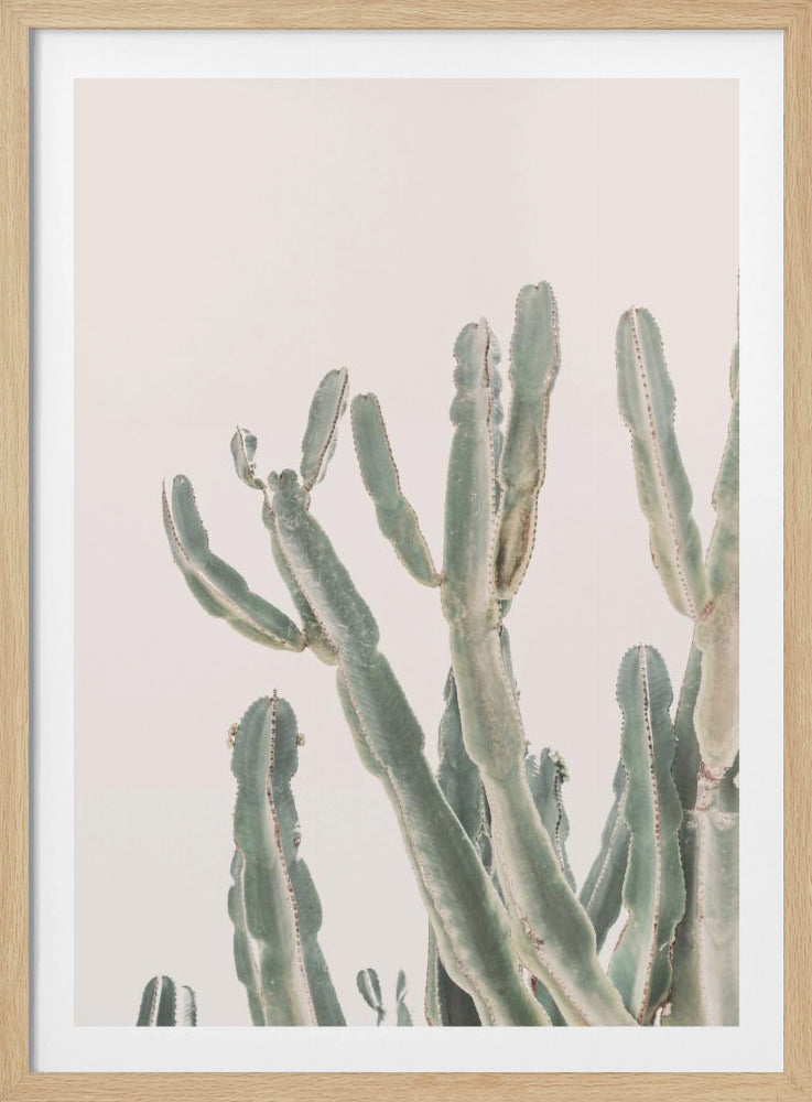 Zonsopgangcactus | Poster