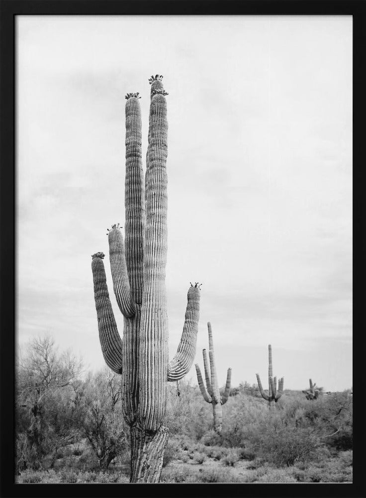 Saguaro Zwart-wit | Poster